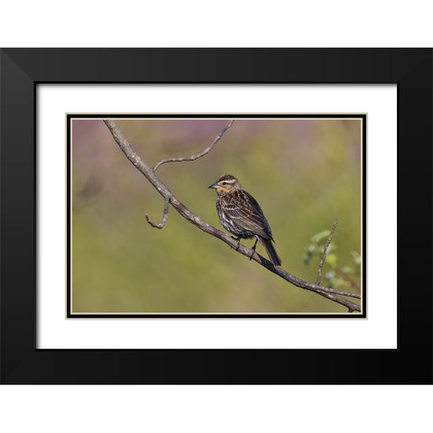 Song sparrow Black Modern Wood Framed Art Print with Double Matting by Jones, Adam