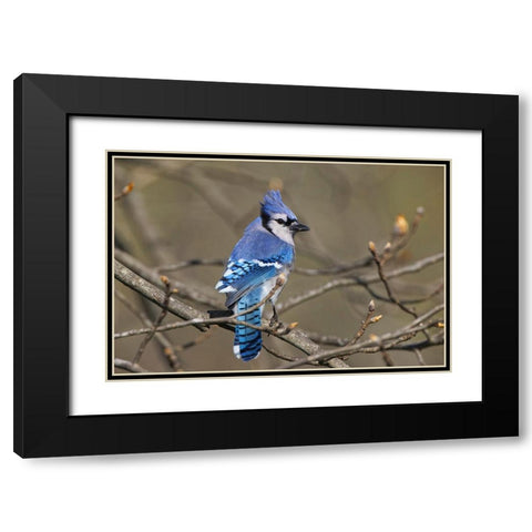 Blue jay Black Modern Wood Framed Art Print with Double Matting by Jones, Adam