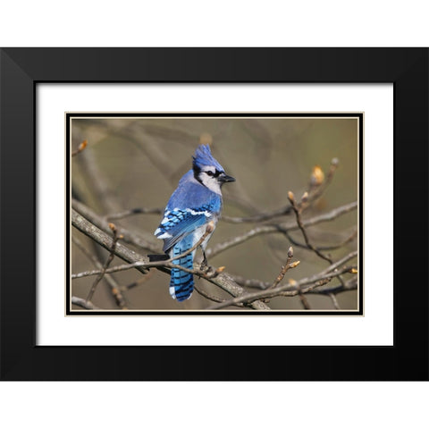 Blue jay Black Modern Wood Framed Art Print with Double Matting by Jones, Adam
