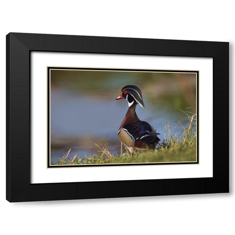 Male wood duck-blue jay Black Modern Wood Framed Art Print with Double Matting by Jones, Adam