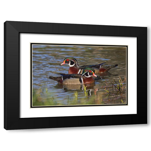 Male wood duck-blue jay Black Modern Wood Framed Art Print with Double Matting by Jones, Adam