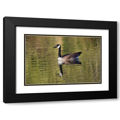 Blue jay Black Modern Wood Framed Art Print with Double Matting by Jones, Adam