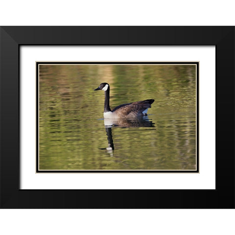 Blue jay Black Modern Wood Framed Art Print with Double Matting by Jones, Adam