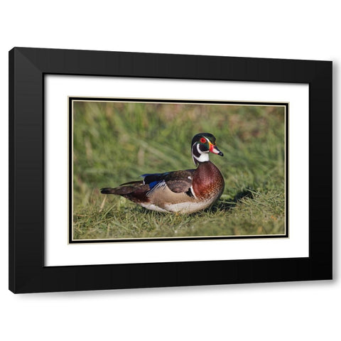 Male wood duck, Black Modern Wood Framed Art Print with Double Matting by Jones, Adam