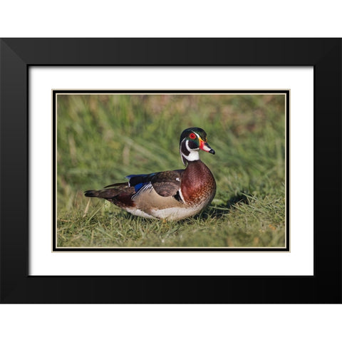 Male wood duck, Black Modern Wood Framed Art Print with Double Matting by Jones, Adam