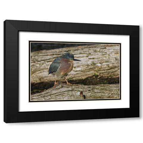 Green heron Black Modern Wood Framed Art Print with Double Matting by Jones, Adam