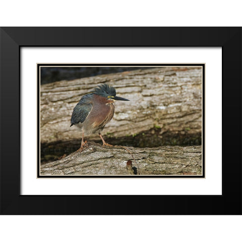 Green heron Black Modern Wood Framed Art Print with Double Matting by Jones, Adam