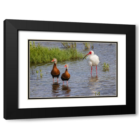 Pair of Black-bellied whistling ducks and White ibis-South Padre Island Black Modern Wood Framed Art Print with Double Matting by Jones, Adam