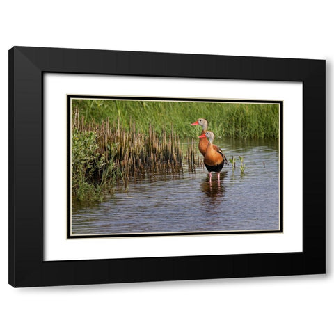 Pair of Black-bellied whistling ducks-South Padre Island Black Modern Wood Framed Art Print with Double Matting by Jones, Adam