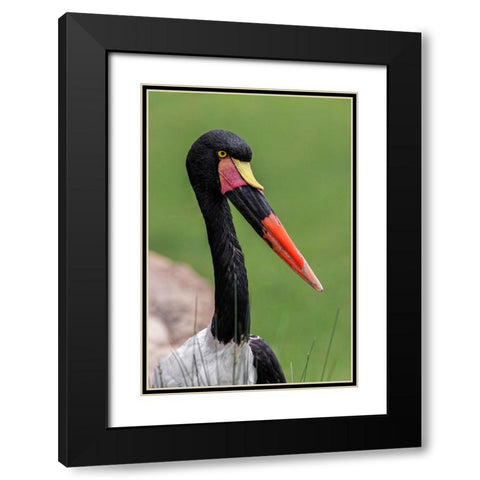 Female Saddle-billed stork Black Modern Wood Framed Art Print with Double Matting by Jones, Adam