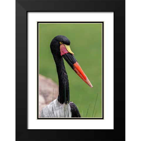 Female Saddle-billed stork Black Modern Wood Framed Art Print with Double Matting by Jones, Adam