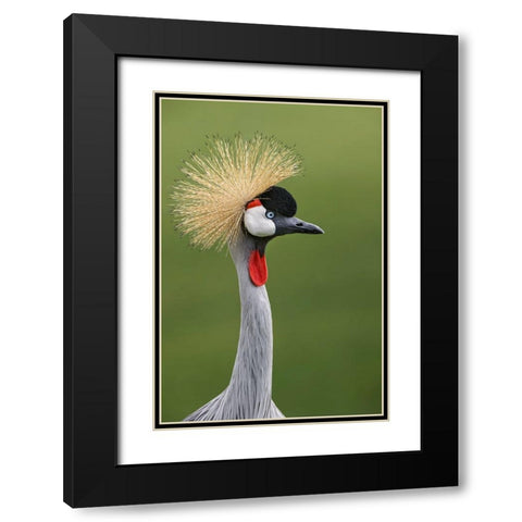 African crowned crane Black Modern Wood Framed Art Print with Double Matting by Jones, Adam