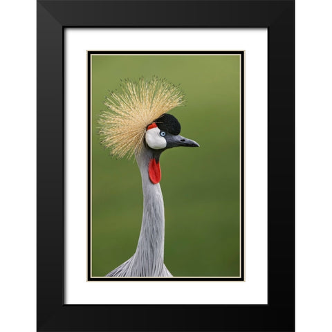 African crowned crane Black Modern Wood Framed Art Print with Double Matting by Jones, Adam