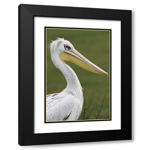 Pink-backed Pelican Black Modern Wood Framed Art Print with Double Matting by Jones, Adam