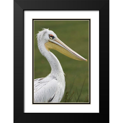 Pink-backed Pelican Black Modern Wood Framed Art Print with Double Matting by Jones, Adam