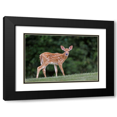 Very young white-tailed deer fawn Black Modern Wood Framed Art Print with Double Matting by Jones, Adam