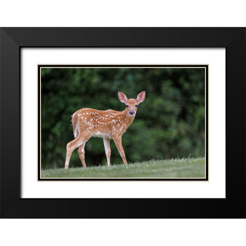 Very young white-tailed deer fawn Black Modern Wood Framed Art Print with Double Matting by Jones, Adam