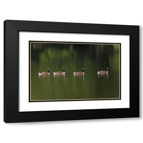 Canada geese swimming together Black Modern Wood Framed Art Print with Double Matting by Jones, Adam