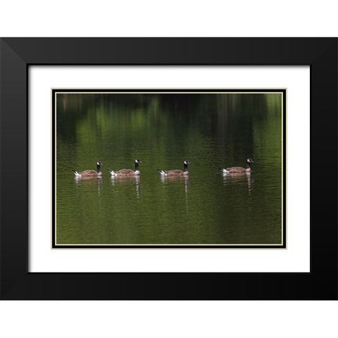 Canada geese swimming together Black Modern Wood Framed Art Print with Double Matting by Jones, Adam
