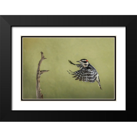 Downy woodpecker flying Black Modern Wood Framed Art Print with Double Matting by Jones, Adam