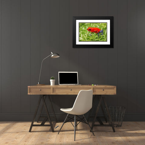 Blue-jeans frog-Strawberry poison dart frog Black Modern Wood Framed Art Print with Double Matting by Jones, Adam