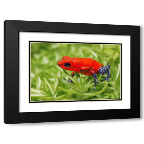 Blue-jeans frog-Strawberry poison dart frog Black Modern Wood Framed Art Print with Double Matting by Jones, Adam