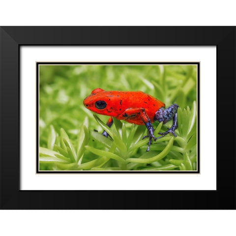 Blue-jeans frog-Strawberry poison dart frog Black Modern Wood Framed Art Print with Double Matting by Jones, Adam