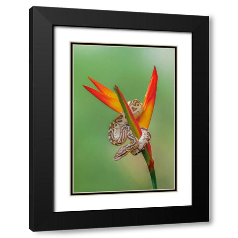 Ball python Black Modern Wood Framed Art Print with Double Matting by Jones, Adam