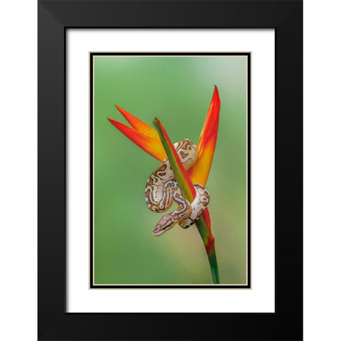 Ball python Black Modern Wood Framed Art Print with Double Matting by Jones, Adam