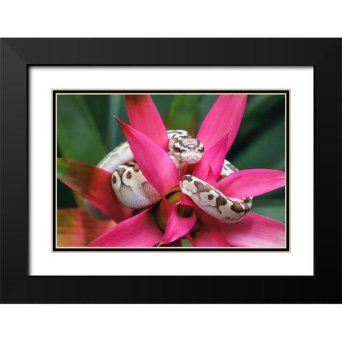 Ball python Black Modern Wood Framed Art Print with Double Matting by Jones, Adam