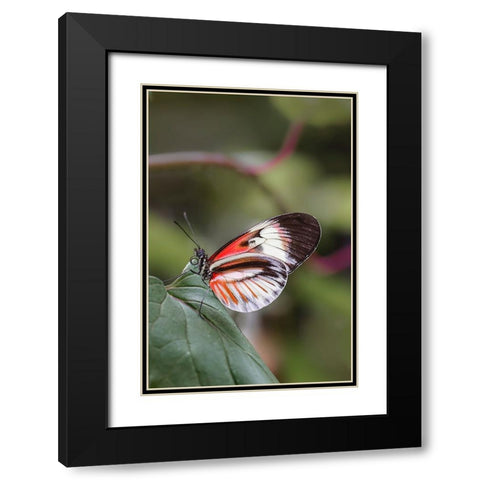 Piano key or Postman butterflies Black Modern Wood Framed Art Print with Double Matting by Jones, Adam