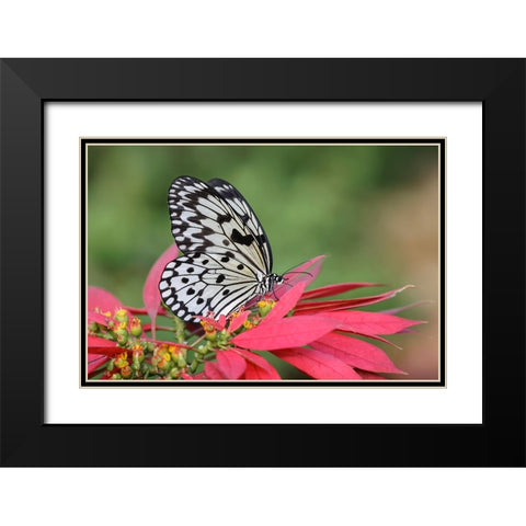 Paper kite or Large tree nymph butterfly Black Modern Wood Framed Art Print with Double Matting by Jones, Adam