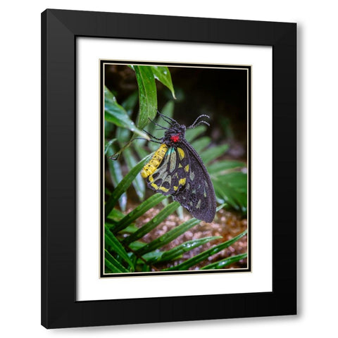 Common green birdwing-Cape York Birdwing Black Modern Wood Framed Art Print with Double Matting by Jones, Adam