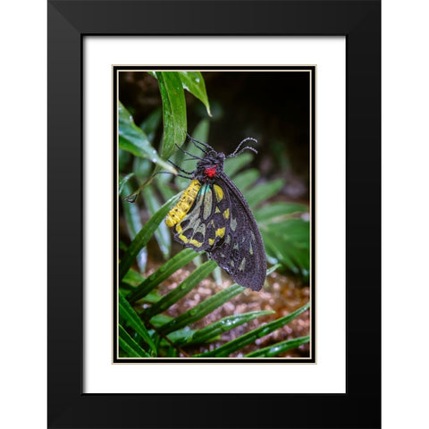 Common green birdwing-Cape York Birdwing Black Modern Wood Framed Art Print with Double Matting by Jones, Adam
