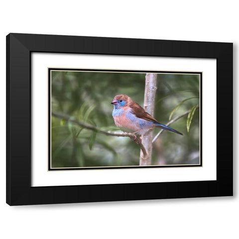 Female Red-cheeked cordon-bleu Black Modern Wood Framed Art Print with Double Matting by Jones, Adam