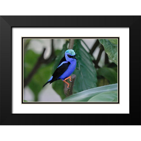 Red-legged honeycreeper Black Modern Wood Framed Art Print with Double Matting by Jones, Adam