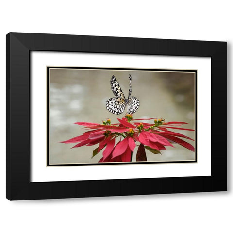 Paper kite or Large tree nymph butterfly flying Black Modern Wood Framed Art Print with Double Matting by Jones, Adam