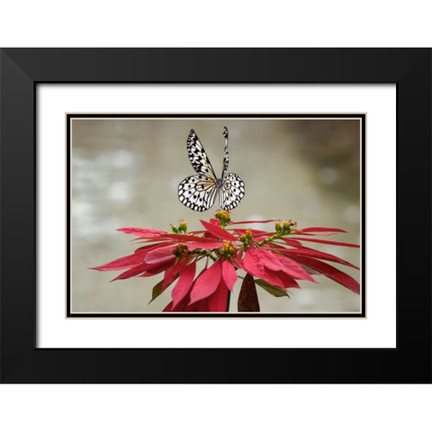 Paper kite or Large tree nymph butterfly flying Black Modern Wood Framed Art Print with Double Matting by Jones, Adam