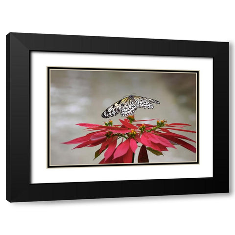 Paper kite or Large tree nymph butterfly flying Black Modern Wood Framed Art Print with Double Matting by Jones, Adam