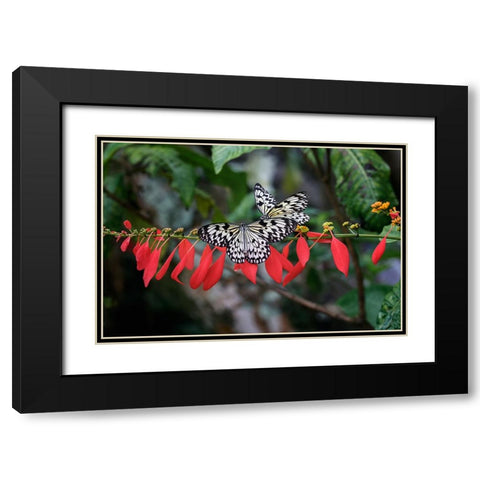 Paper kite or Large tree nymph butterfly flying Black Modern Wood Framed Art Print with Double Matting by Jones, Adam