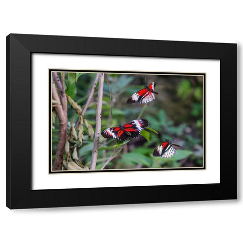 Piano key or Postman butterflies flying Black Modern Wood Framed Art Print with Double Matting by Jones, Adam
