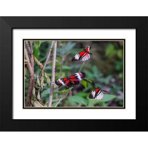 Piano key or Postman butterflies flying Black Modern Wood Framed Art Print with Double Matting by Jones, Adam