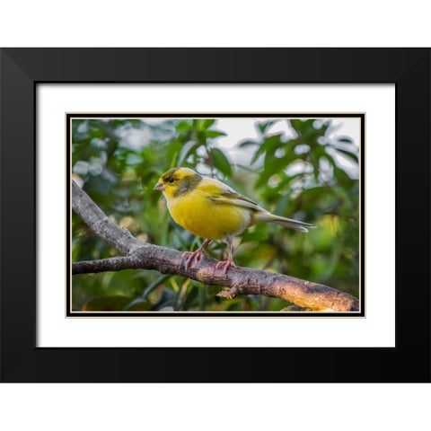 Canary-native to Canary Island Black Modern Wood Framed Art Print with Double Matting by Jones, Adam