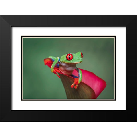 Red-eyed tree frog Black Modern Wood Framed Art Print with Double Matting by Jones, Adam