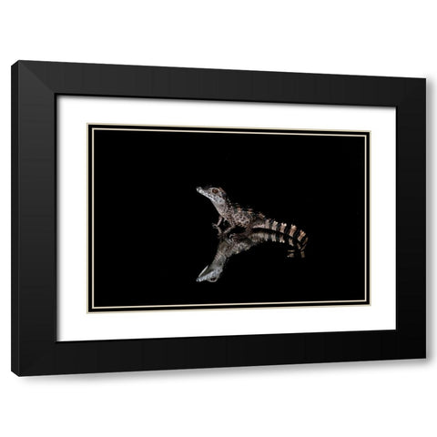 Crocodile Gecko-Moorish Gecko Black Modern Wood Framed Art Print with Double Matting by Jones, Adam