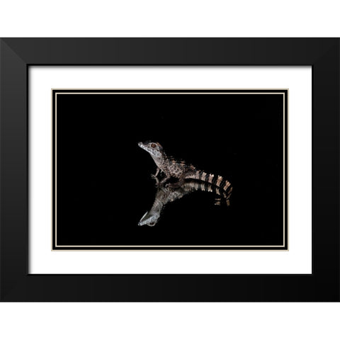 Crocodile Gecko-Moorish Gecko Black Modern Wood Framed Art Print with Double Matting by Jones, Adam