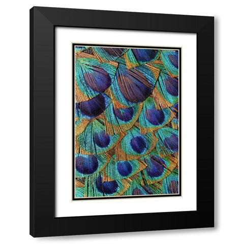 Pattern in peacock feathers Black Modern Wood Framed Art Print with Double Matting by Jones, Adam