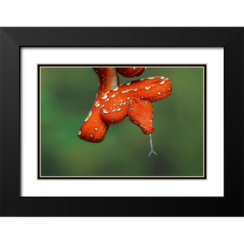 Juvenile Green tree python Black Modern Wood Framed Art Print with Double Matting by Jones, Adam