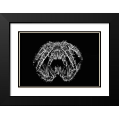 Black and white of Mexican redknee tarantula reflected on mirror Black Modern Wood Framed Art Print with Double Matting by Jones, Adam