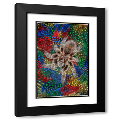 Mexican redknee tarantula on colorful feathers Black Modern Wood Framed Art Print with Double Matting by Jones, Adam